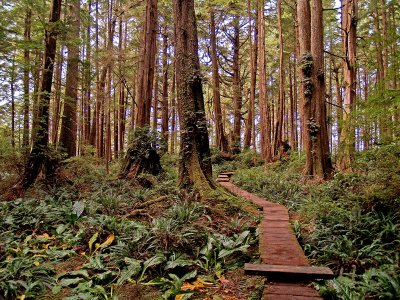 Path Through The Rain Forest