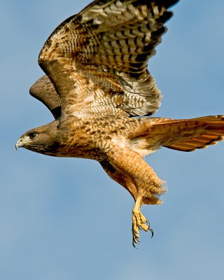 Red Tailed Hawk