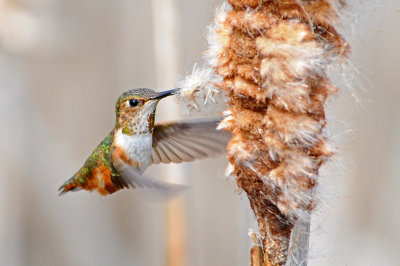 Rufous Hummer and Cattail 2