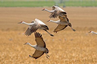 Cranes Taking Flight