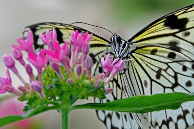 Embracing A Flower