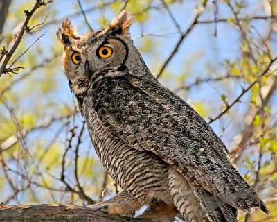 Papa Great Horned Owl