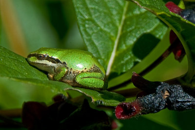 Emerald Tree Frog