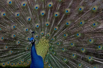 Peacock In Full Display