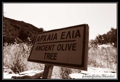 the most ancient  olive tree! (9000 years old)