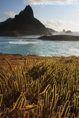 Praia do Sueste, Fernando de Noronha, Pernambuco 8174 090914.jpg