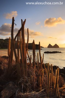 Praia do Boldro, Fernando de Noronha, Pernambuco 7864 090912.jpg