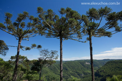 Araucaias, Parque da Ferradura, Canela, Serra Gaucha, Rio Grande do Sul, 2010-03-20 7109.jpg