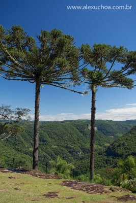 Araucaias, Parque da Ferradura, Canela, Serra Gaucha, Rio Grande do Sul, 2010-03-20 7111.jpg