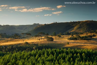 Campos de Cima da Serra, Jaquirana, Rio Grande do Sul, 2010-03-17 6864.jpg