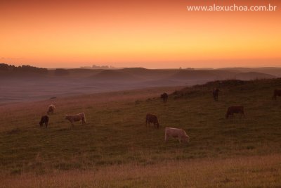 Campos de Cima da Serra, Jaquirana, Rio Grande do Sul, 2010-03-17 6874.jpg