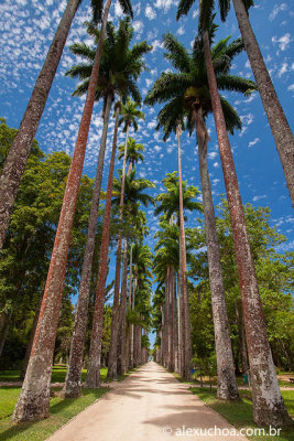 Jardim-Botanico-Rio-de-Janeiro-120313-9585.jpg