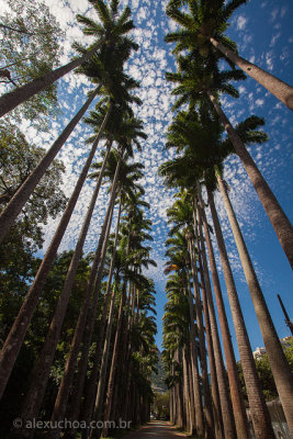 Jardim-Botanico-Rio-de-Janeiro-120313-9597.jpg