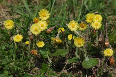 Huflattich (Tussilago farfara) - Nordmarka, Norwegen