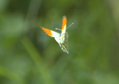 g1/11/15611/3/113476061.vrtCwL4W.jpg