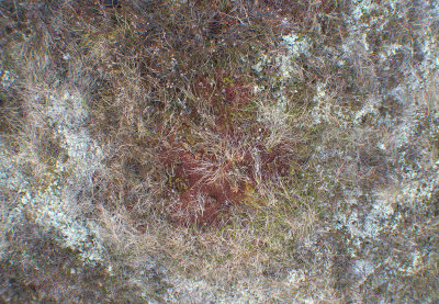 Moorboden mit Rotem Torfmoos und Cladonia.jpg
