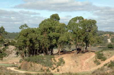 Eukalyptusbaeume.JPG