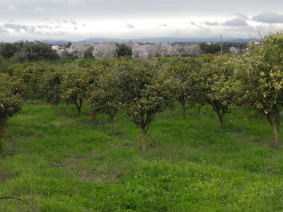 Mandel und Zitronenplantagen im bei Luz de Tavira im Januar