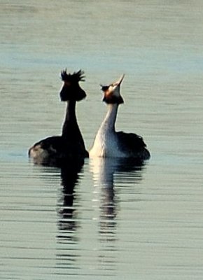 Great-crested grebes, mating