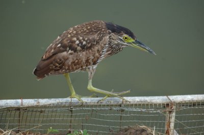 Nankeen Night Heron juv. - Noumea, New Caledonia