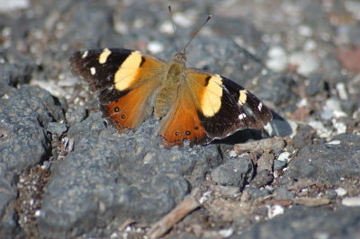 Yellow Admiral - Rangitoto Island, New Zealand