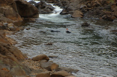 Peter swimming with his two dogs in River at Dumbea
