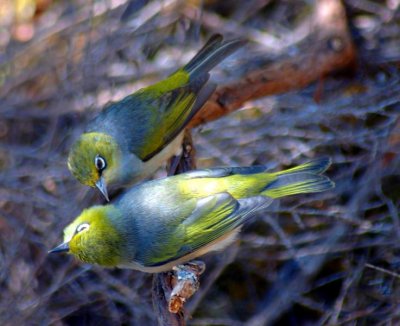 Little Stranger - Rangitoto Island, Neuseeland