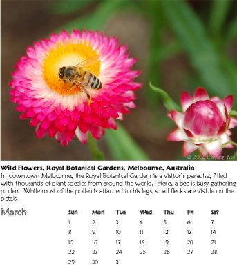 Wild Flowers, Melbourne, Australia