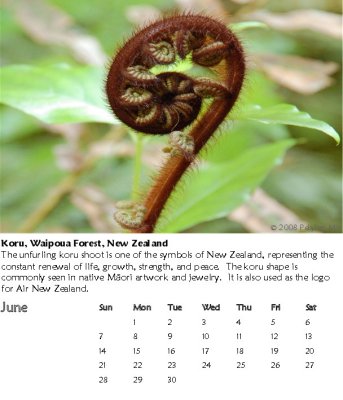 Koru, Waipoua Forest, New Zealand