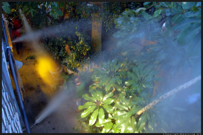 The garden is sprayed regularly throughout the day