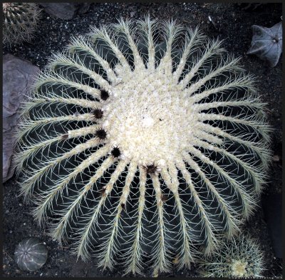 Golden barrel cactus