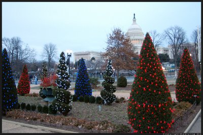 Red, white and blue decorated spruce trees