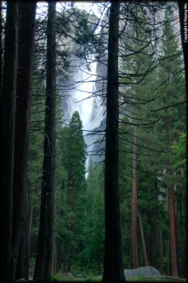Lower Yosemite Fall through the pine trees
