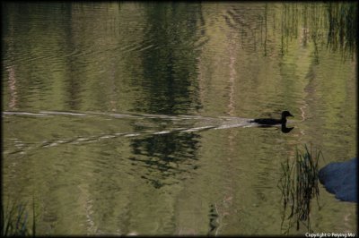 A duck swims away
