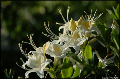 Fragrant shrubs are common in the meadows