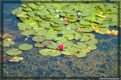 The manmade Kunmining Lake is known for lotus flowers in the summer time