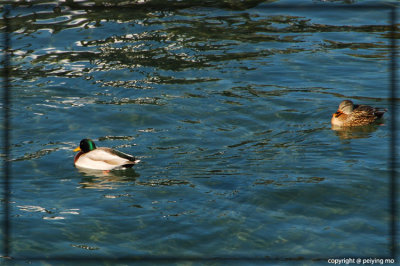 Ducks don't mind the bitter cold water