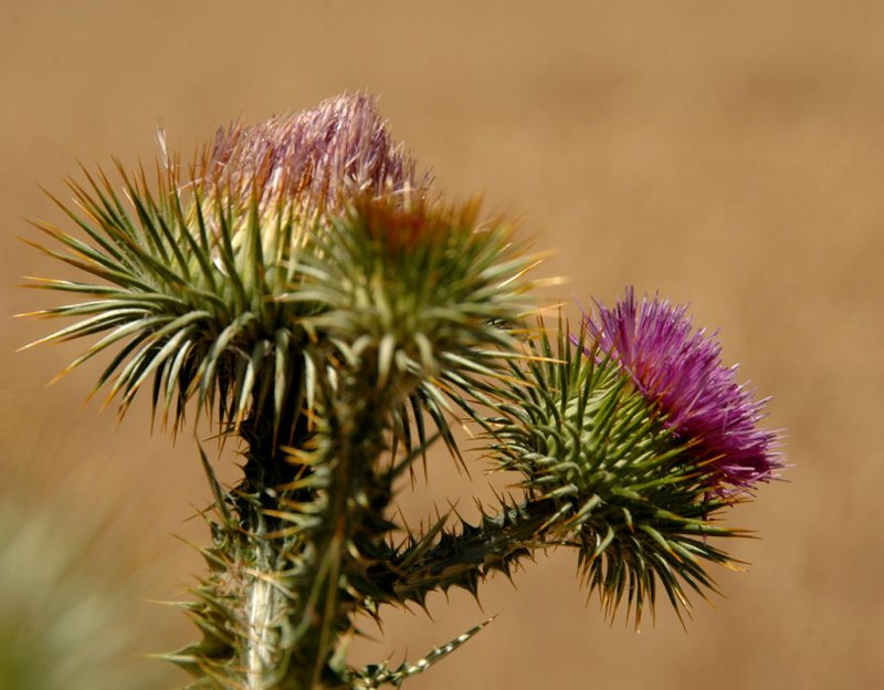 Thistle