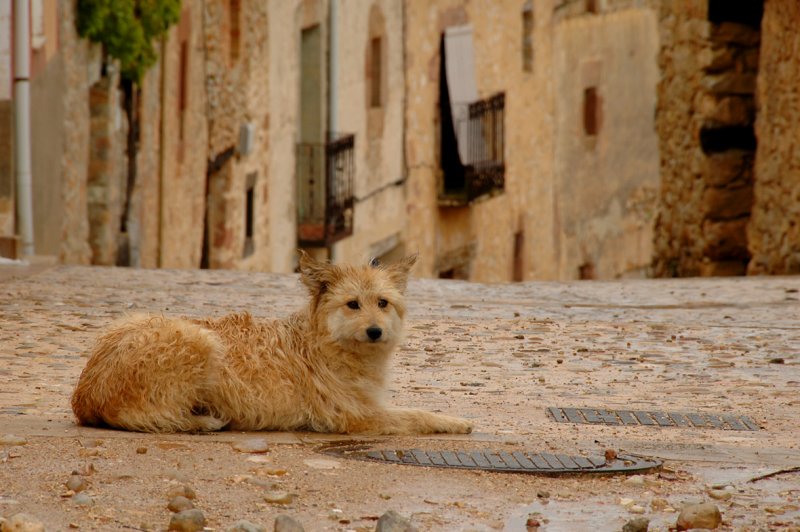 Dog - Caracena