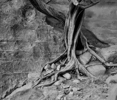 Tree - Petra