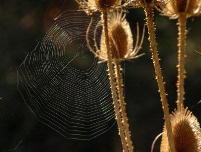 Spider Web