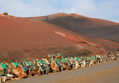 Camels - Timanfaya