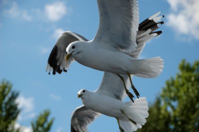 Volga Gull