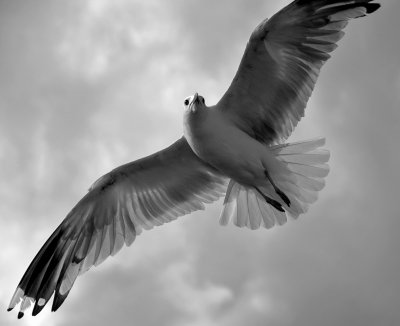 Gull