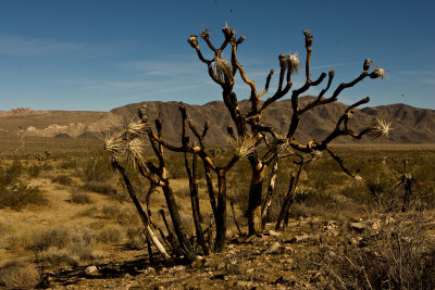 Joshua Tree