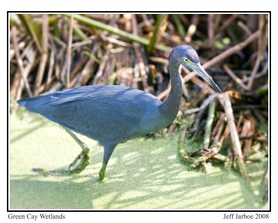 maybe-Juvenile-Heron.jpg