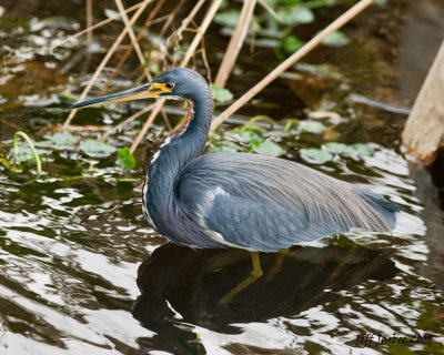 Wakodahatchee Wetlands