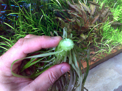 Pogostemon stellata - 8 weeks after planting