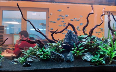 17th day after set up