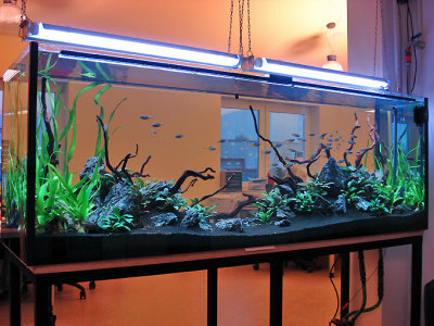 17th day after set up
